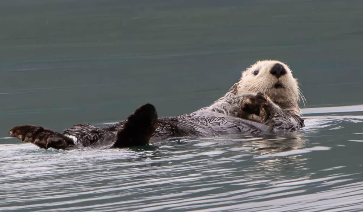 Kerner Walter Alaskan Sea Otter Nature   Zoological   Class A 20251022